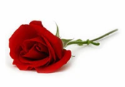 a red rose